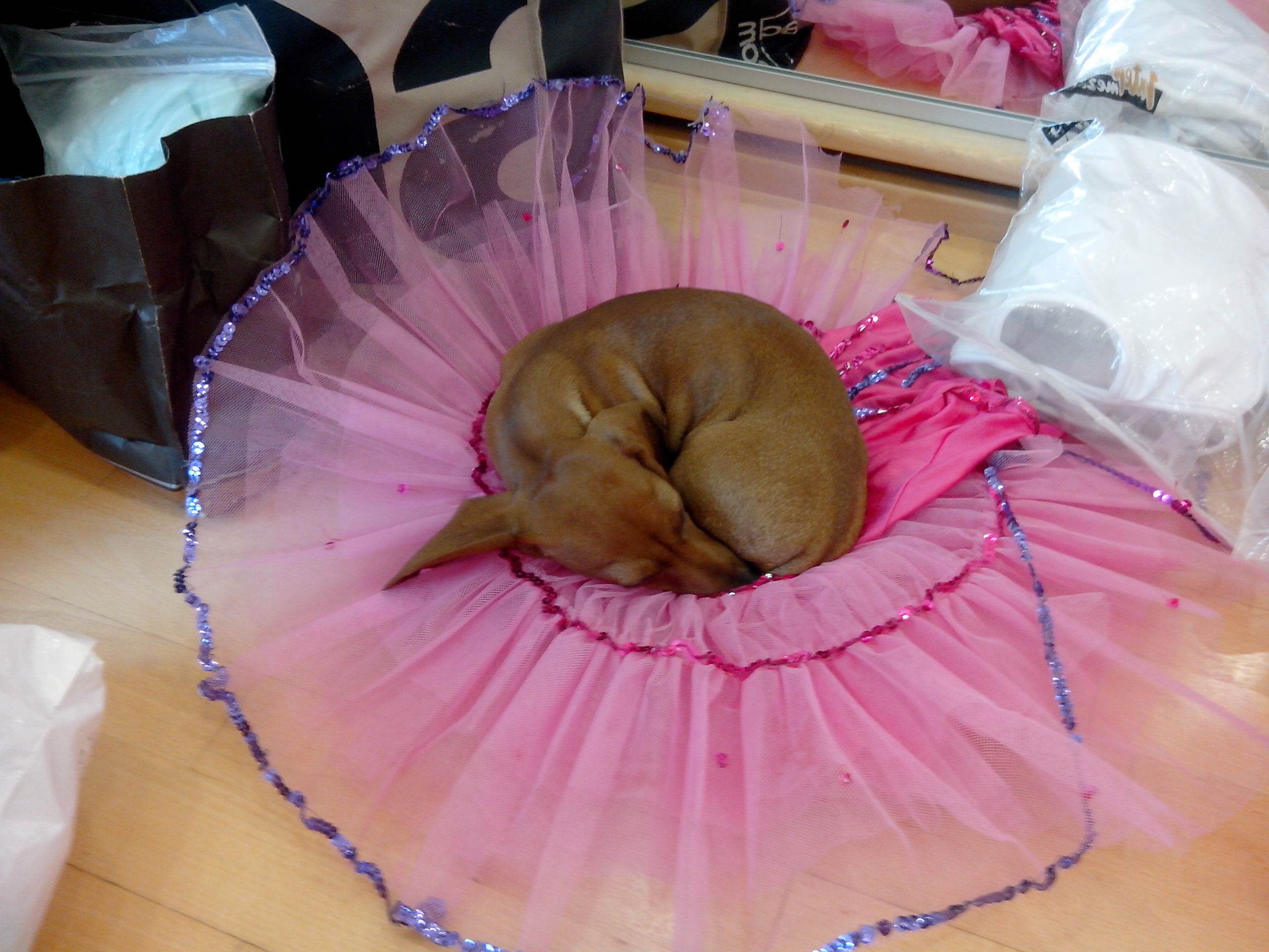 Chien a l'ecole de danse