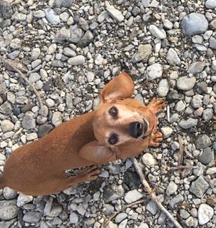La mascotte d'Anne Chevrier-Cremer, professeur de danse et danseuse dans la Cie AcontretempsDanse